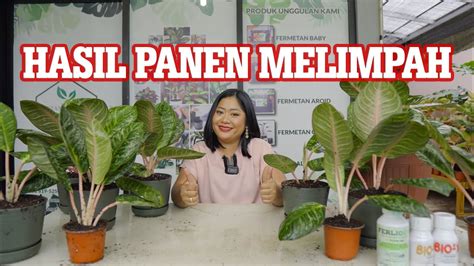 Tanam Aglaonema Tanpa Akar Metode Pot In Pot Propagasi Tanpa Batas