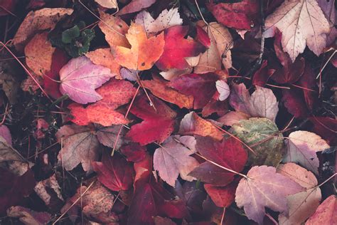 Photographing Fall Foliage - minding my nest