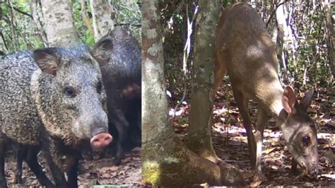 A Gua Acabou E Agora Agora S Nas Grotas Veado Deer Caititus