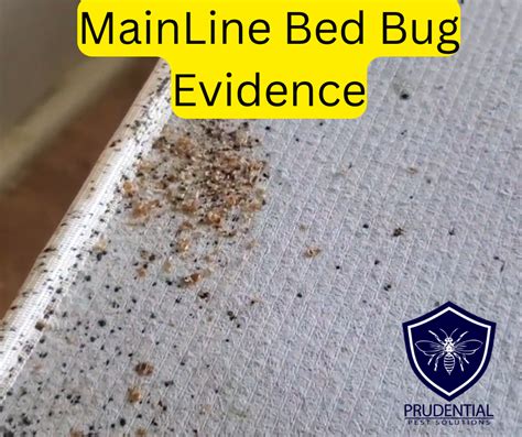 Main Line Bed Bug Exterminators Prudential Pest Solutions