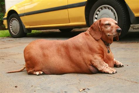 Canine Obesity ⋆ Pebble Maryland Animal Hospital