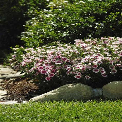 Dianthus Chinensis X Barbatus Ideal Select Whitefire Sw Siteone