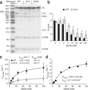 The GlmS Riboswitch Integrates Signals From Activating And Inhibitory