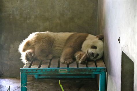 1000+ images about Qinling pandas on Pinterest | The giants, Giant ...