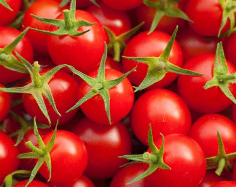 Tomato Cherry Tiny Tim Seeds Heirloom Seeds Canada