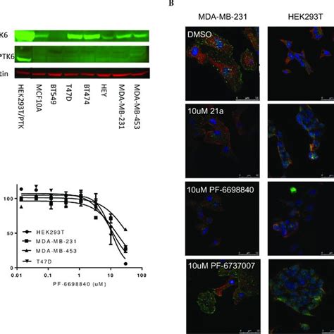 Inhibition Of Tumor Cell Growth By Type I And Type Ii Ptk6 Inhibitors