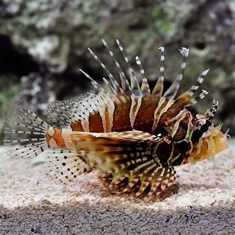 Dwarf Zebra LionFish for Sale