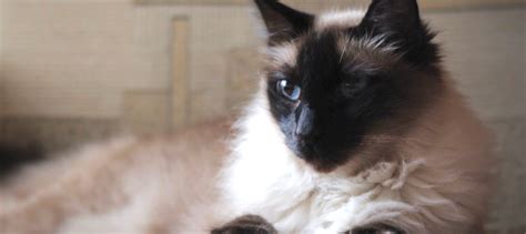 Long Hair Siamese Cat