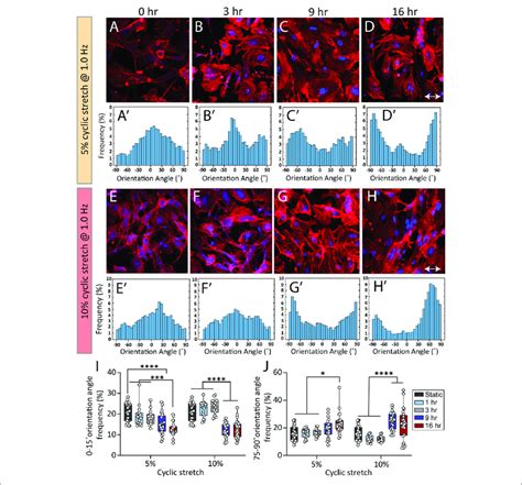 Cyclic Stretch Controls The Orientation Of Stress Fibers In Haecs