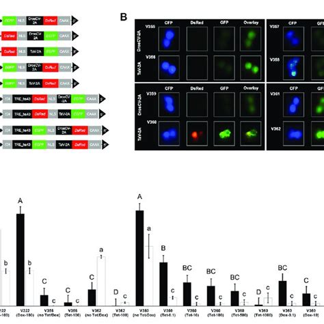 Effects Of Antibiotics On The Expression Of Tetracycline Off Tet Off