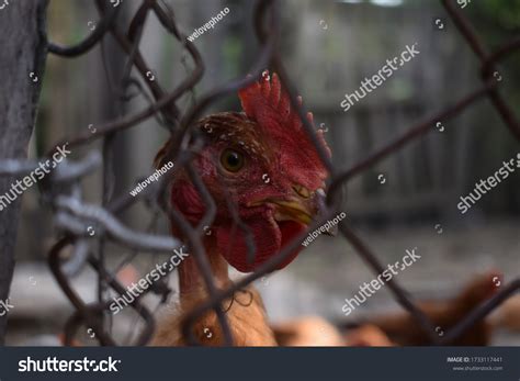 Naked Neck Chicken Chickens Photo Models Stock Photo 1733117441 Shutterstock