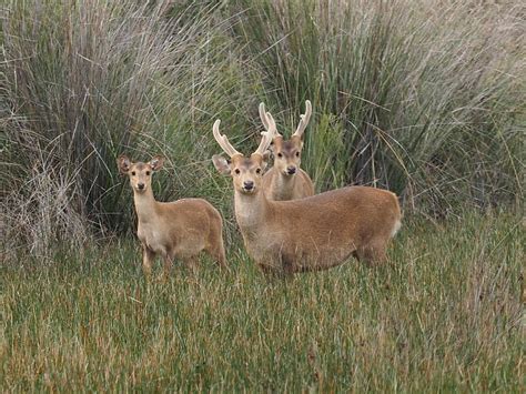 Hog Deer Hunting - Wild Deer & Hunting Adventures