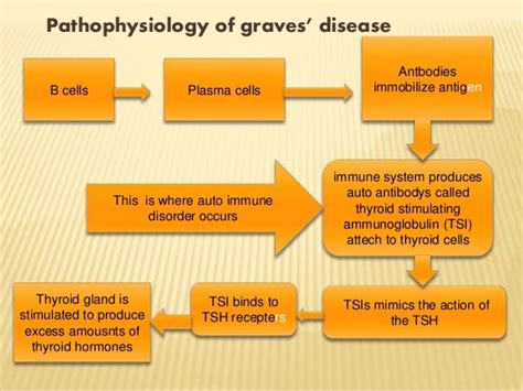 Pathophysiology Of Graves Disease