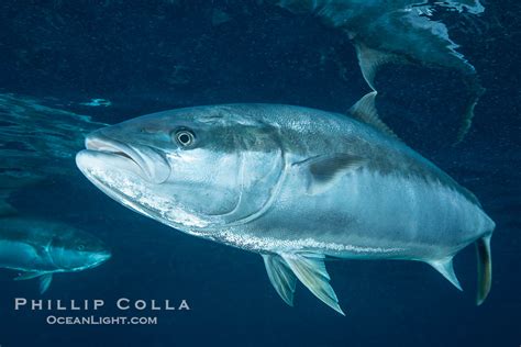 Yellowtail Kingfish Seriola Lalandi With Images Fish