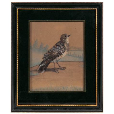 19 Th Century English Feather Bird Watercolor For Sale At 1stdibs