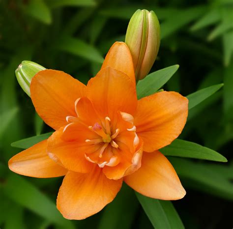 10 Types Of Orange Lilies And How To Care For Them