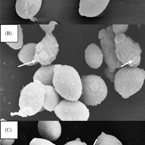 Scanning electron microscopy of S. cerevisiae cells in the presence of ... 
