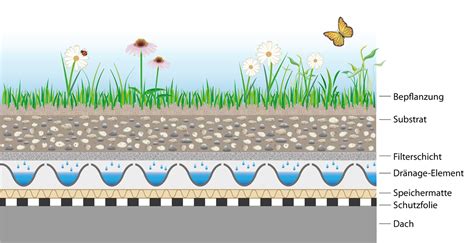 Dachbegrünung Kosten Aufbau Und Pflege Blauarbeit