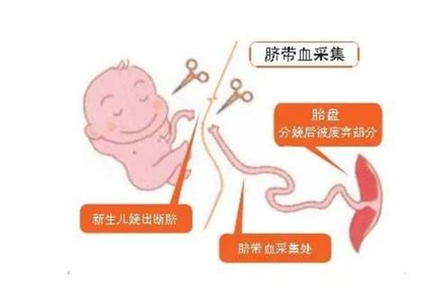 重要资产丨婴儿的第一个 银行户头 干细胞储存 行业资讯 河南省华隆人类干细胞资源库 河南省华隆生物技术有限公司