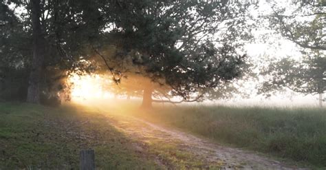 Foggy Forest During Early Sunrise Free Stock Video Footage, Royalty ...