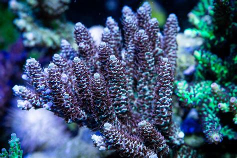 Help with coral identification? : r/ReefTank