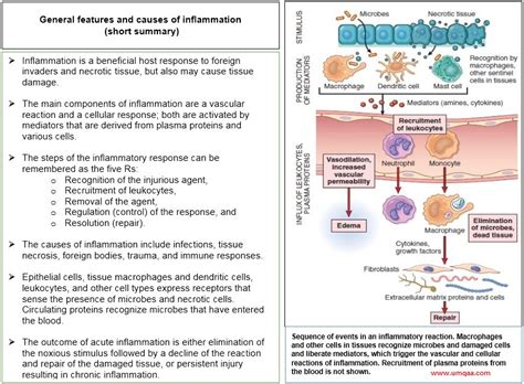 What Is Systemic Inflammatory Response Syndrome Sirs