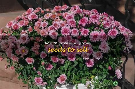 Growing Mums From Seeds For Profit: A Step-By-Step Guide | ShunCy