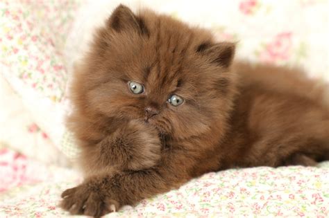 Kisses - Chocolate Persian Kitten For Sale - Doll Face Persian Kittens ...