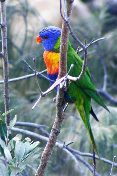 Rainbow Lorikeet | BIRDS in BACKYARDS