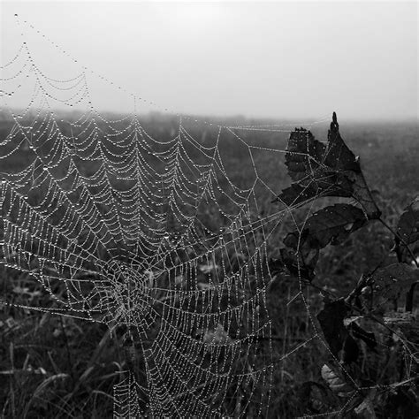 Premium Photo Dew On Spider Web