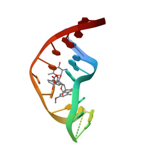 RCSB PDB 2NEO SOLUTION NMR STRUCTURE OF A TWO BASE DNA BULGE