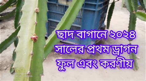 ছাদ বাগানে ড্রাগন ফুল Dragon Flower In Our Rooftop Garden In 2024