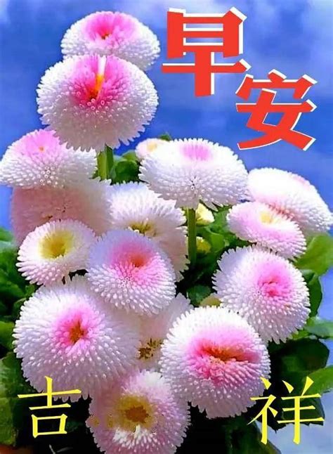 8张最新漂亮免打字早上好问候鲜花带字图片 唯美夏日早安问候祝福语图片合集 生活