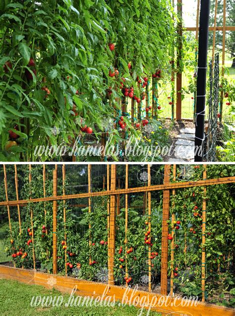 Beautiful Tomatoes from the Garden - Haniela's: Recipes and Decorating ...