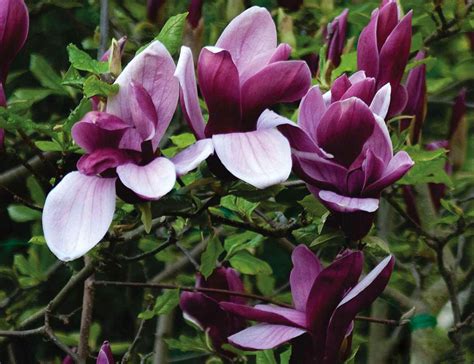Магнолия лилиецветная (Magnolia liliiflora "Nigra") купить - Садовая ...