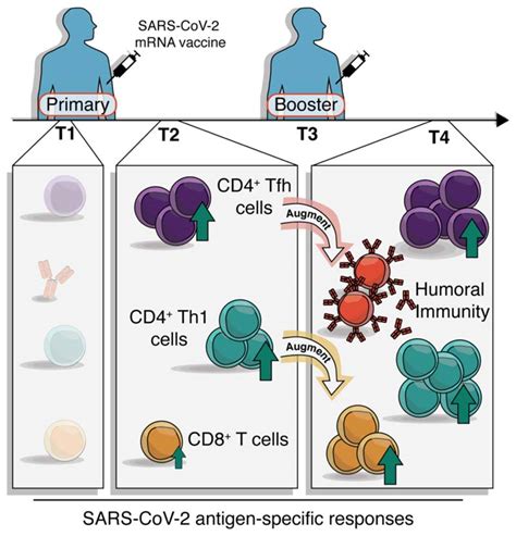 Rapid Induction Of Antigen Specific Cd4t Cells Guides Coordinated