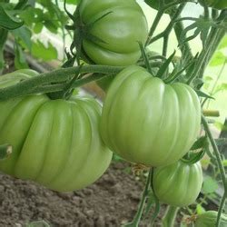 Томат Кунео гигантская груша: отзывы (9), фото, урожайность, описание и ...