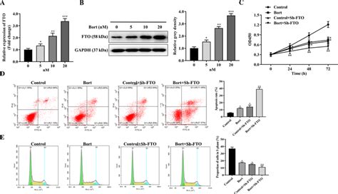 Fto Promoted Mm Progression And Bort Resistance A And B Qrt Pcr And