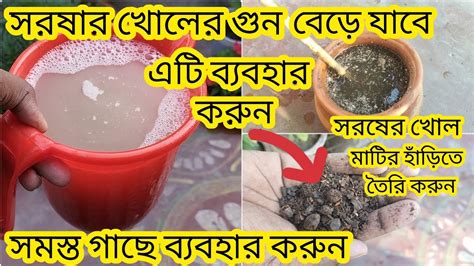 শীতের সমস্ত গাছের আসল খাবার। সর্ষের খোল বানানোর সঠিক পদ্ধতি। Youtube