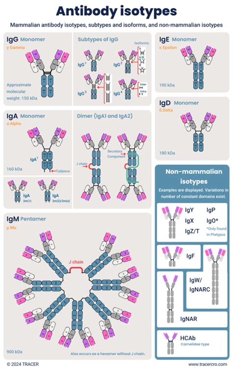 Types of antibodies | Fastest Imaging CRO | TRACER