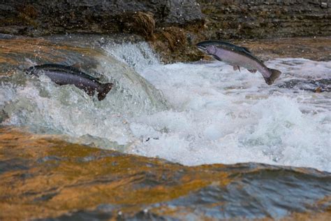 A Congressman From Idaho Leads Efforts To Restore Salmon To The Snake River