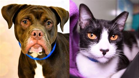 2 Adorable Pets Seek Forever Homes For The Holidays At The Humane