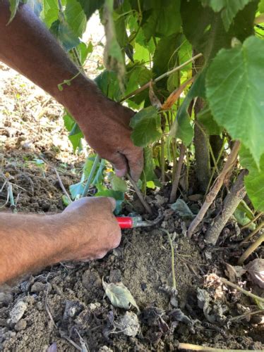 Nocciolo Come Effettuare La Spollonatura Agronomia Agronotizie