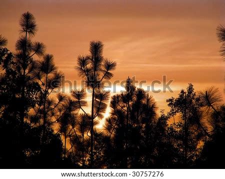 Beautiful Sunset Over South Carolina Pine Trees Stock Photo 30757276 ...