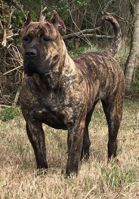 The Characteristic Large Head Of The Presa Canario Dogs Dogs