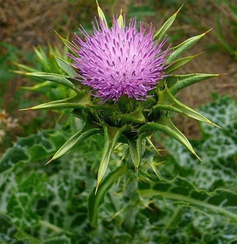 Расторопша пятнистая - лечебные свойства и противопоказания ...