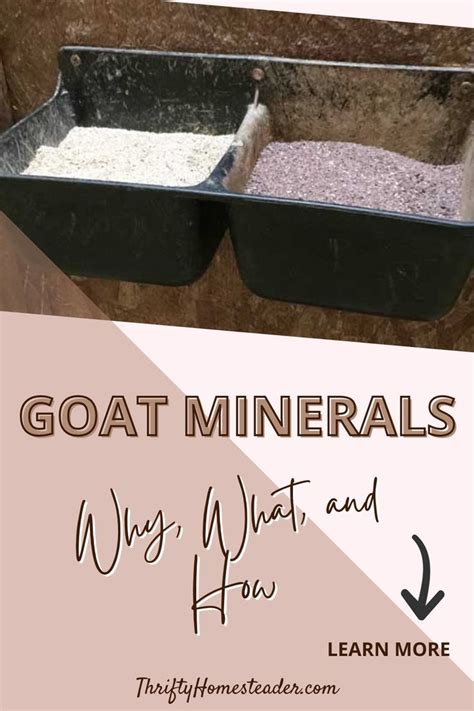 Goat Minerals: Why, What, and How | Goats, Minerals, Learning