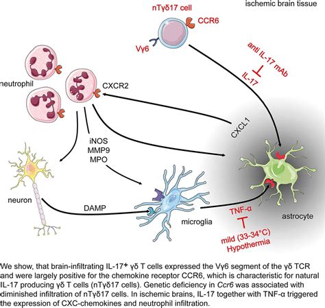 Ccr Cc Chemokine Receptor Is Essential For The Migration Of