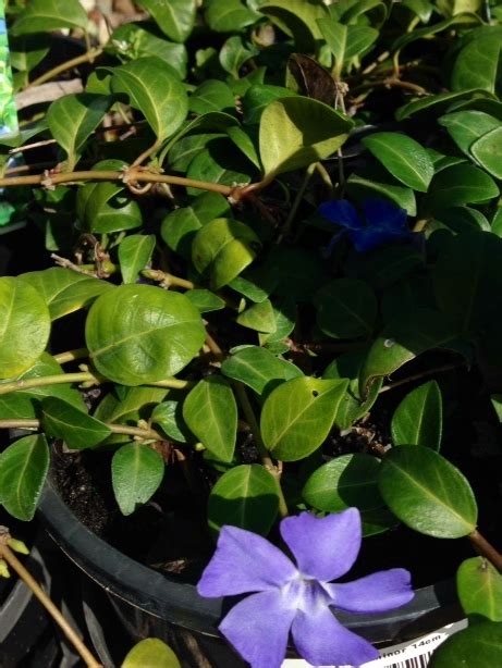 Periwinkle Plants For Spaces