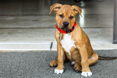 The Ultimate Pitbull Boxer Mix Guide Bouncy And Dangerous Or Loveable